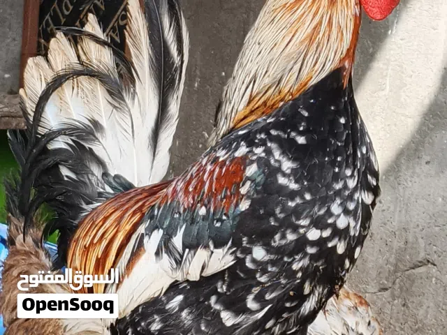 ديج ماكنتوش افرك