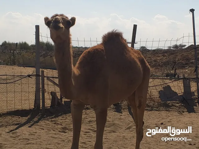 حاشي للبيع خالي من العذاريب