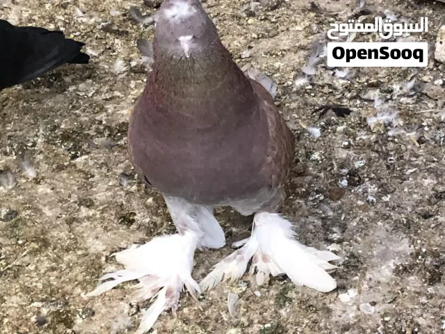 طيور حمام مكاوي