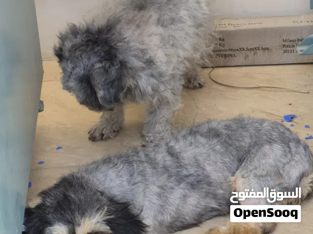dogs for adoption