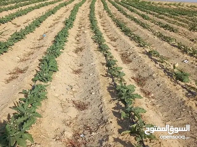 للبيع مزرعة في محافظة المنيا مدخل مدينة ملوي