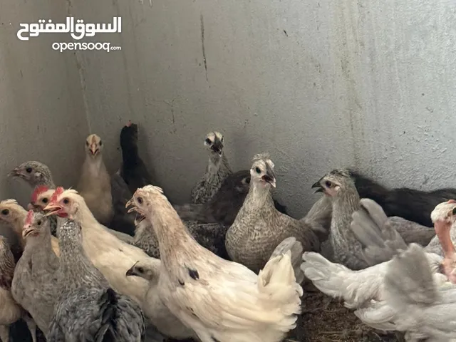 chicken for sale
