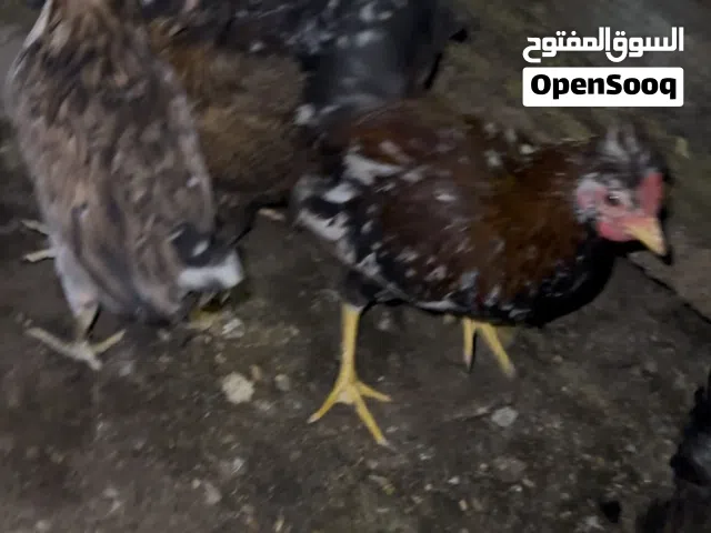 دجاج كويتي للبيع راح يبدن يبيضن والديج صارله سبوع يعوعي