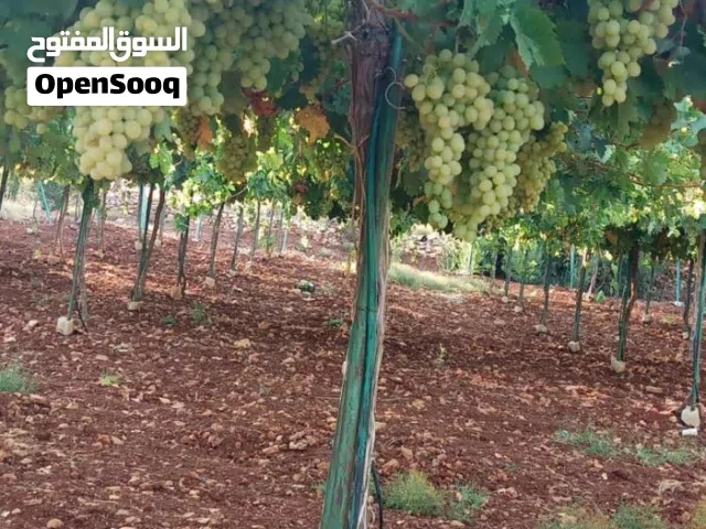 Farm Land for Sale in Ajloun Sakhra