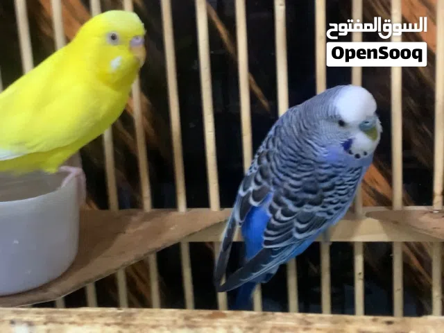 طيور الحب الاليفه ذكر ازرق أنثى الأصفر سعر مناسب جدا مع قفص والقفص لونه برتقالي خشب مع اكسسوارات