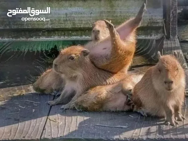 Capybara Babies Available For Sale