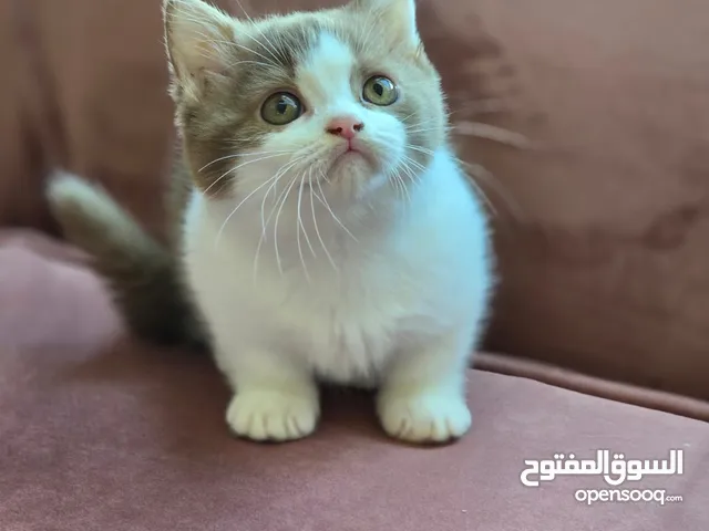 munchkin cinnamon bicolor