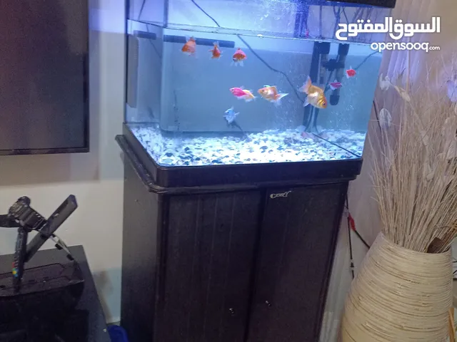 حوض سمك للبيع ابو ظبي