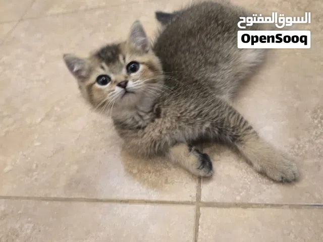 سكوتش فولد جولدن شيدد