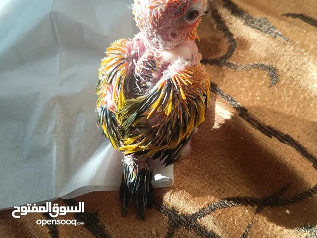 فروخ صن كونيور