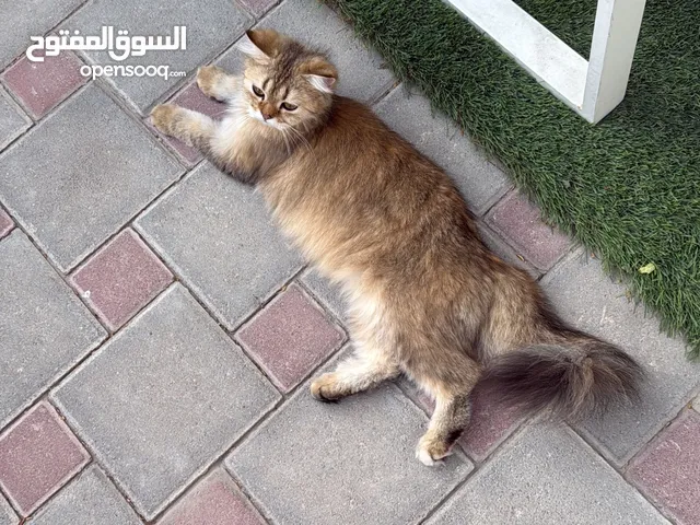 قطط للتبنى ذكر وانثى لداعى السفر