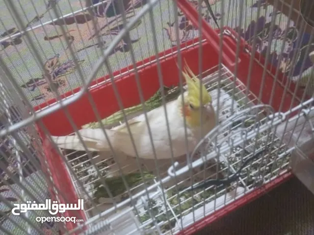 بغباء .كوكتيل