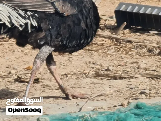 فسيفس للبيع فحل
