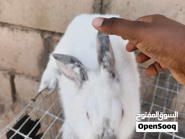 ارنب 4قطع 2بيضه و2كحله ربي يا برك