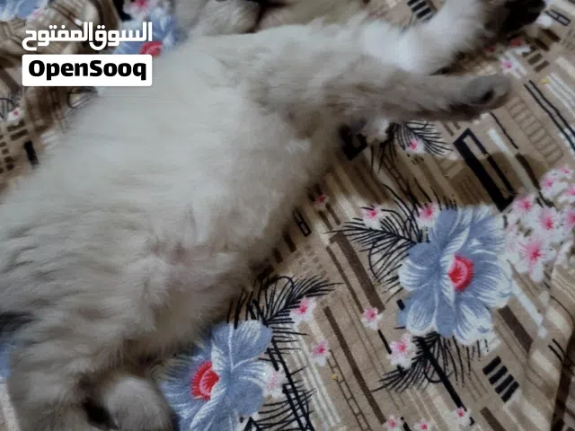 قطط الليفه للبيع