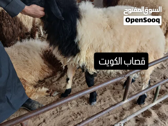 قصاب تحت الطلب الكويت