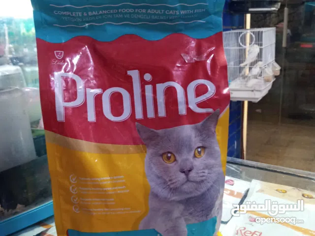 متوفر اكل قطط