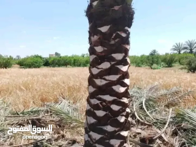 سلام عليكم مؤمن قص الأشجار نظافة نخل