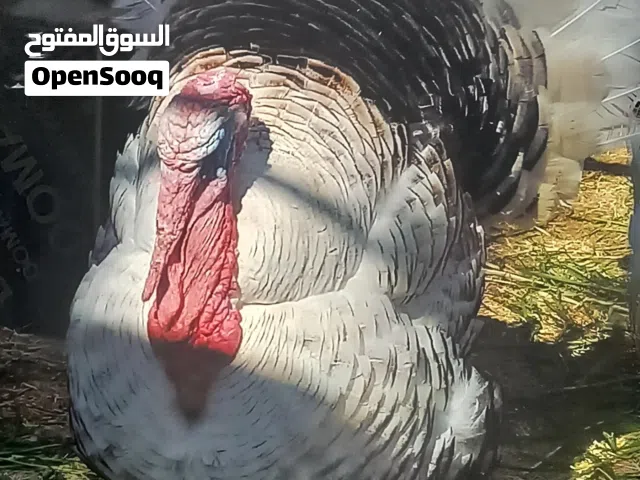 رومي للبيع جمله