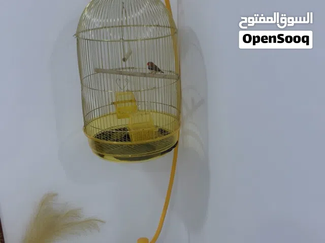 قفص للبيع مع الطير