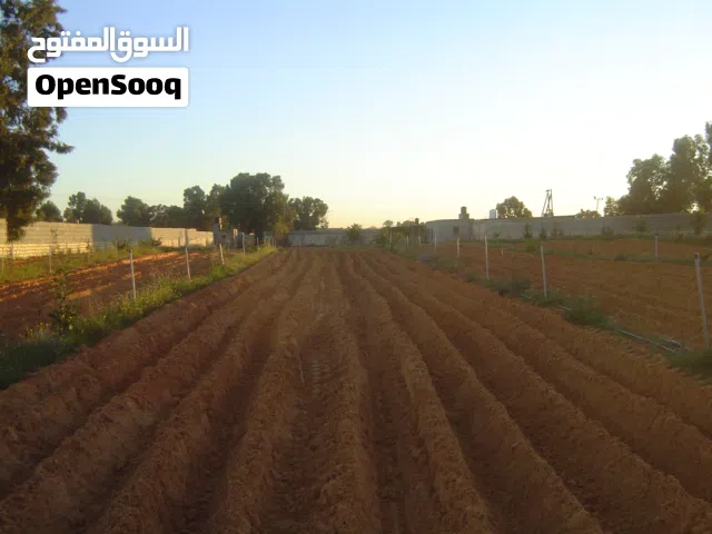 مزرعة نصف هكتار في الجنين للبيع او الاستبدال