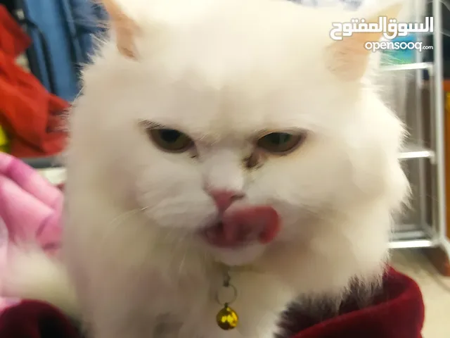 قطط في ابو ظبي