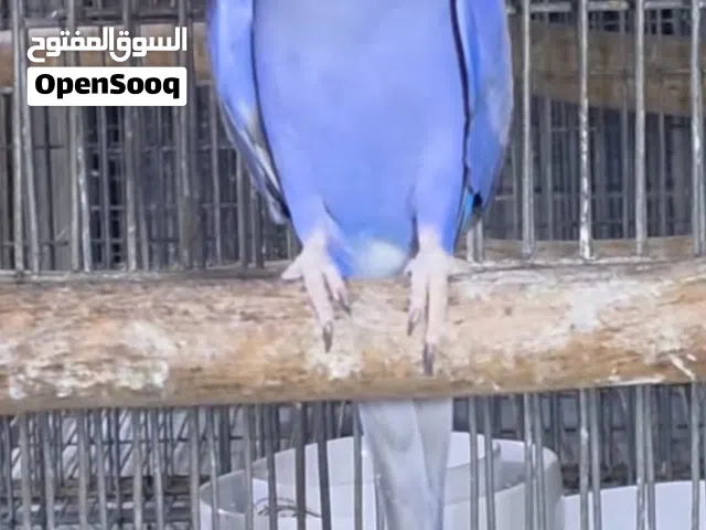 طيور شلع