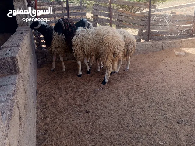 خرفان للبيع أعمارهم بين 8و10شهور للبيع