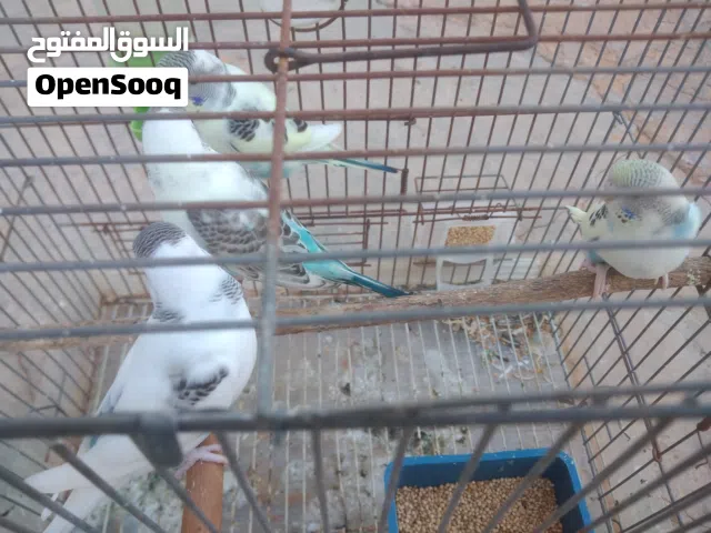 فروخ بقليني باندا 15دينار