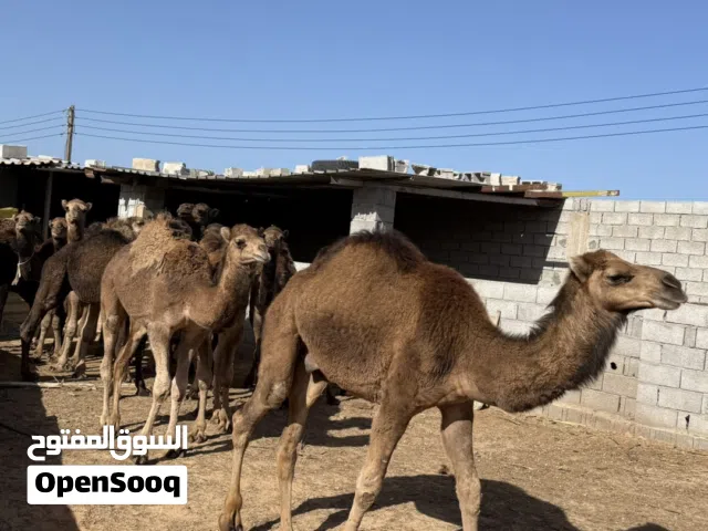 جِمال للبيع ب 7000 الواحد