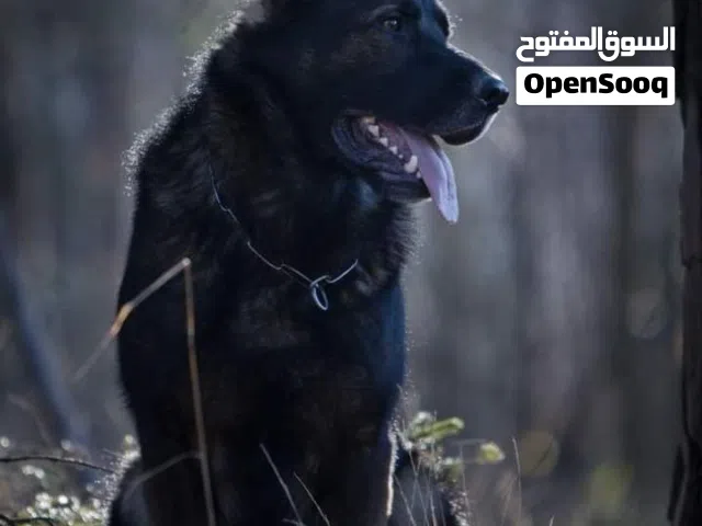 تدريب كلاب طاعه وحراسه