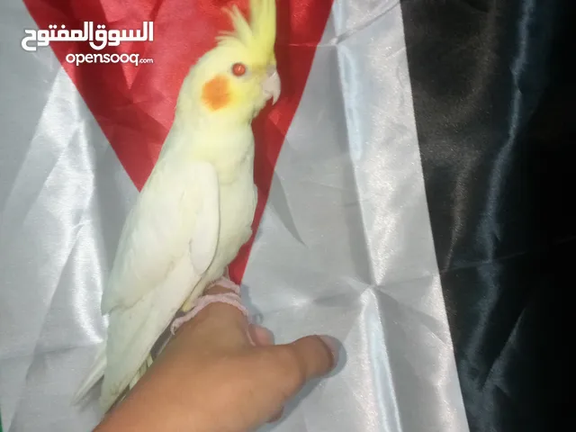طير كوكتيل للبيع
