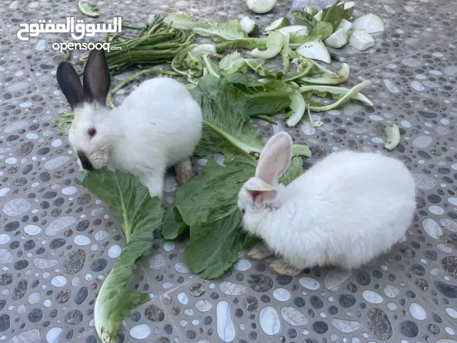 أرانب هولندية للبيع