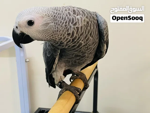 للبيع فقط فرخ كاسكو جامبو عمر 3 شهور ، قريب الفطام يقبل الغر تفريخ عمان صحة جيدة واليف بداية التدريب
