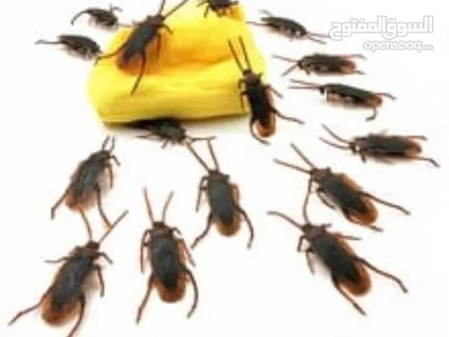 شركة مكافحة الحشرات