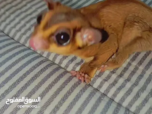 ادوات زينه للمكتب