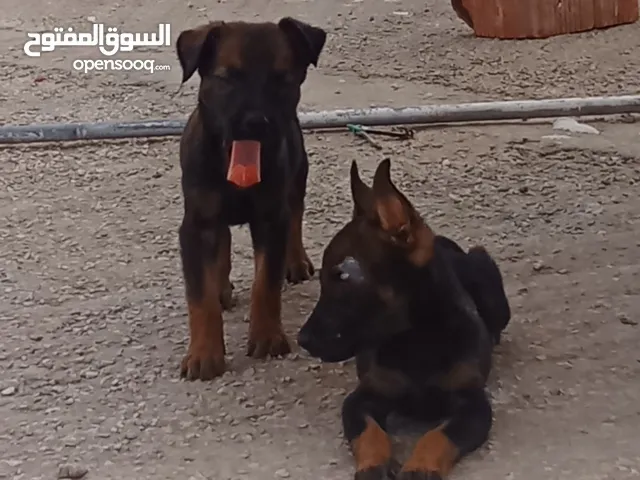 كلاب للبيع