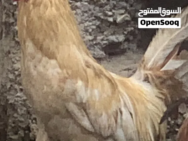 ديك عماني تربيه بيت للبيع او للبدل ب أرنب عماني ذكر
