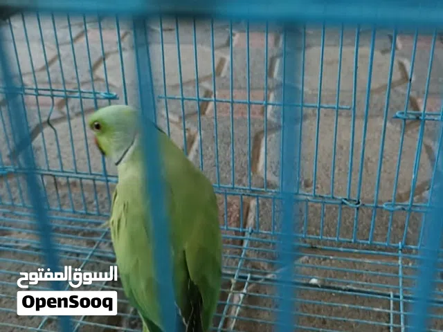 ذكر دره متوه للبيع