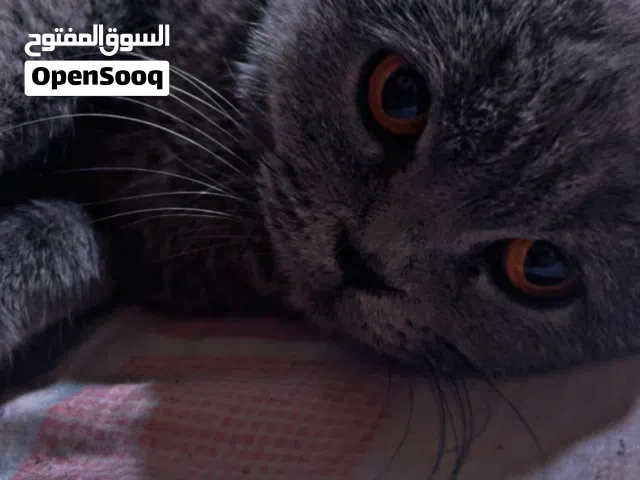 سكوتش فولد بريطاني فولللل نقاوه