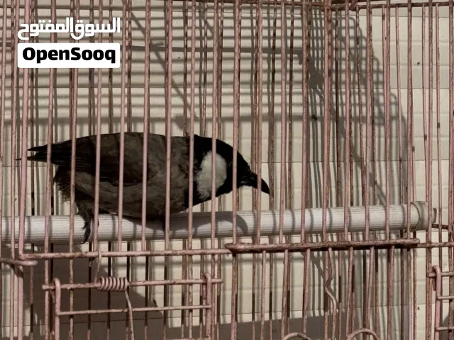 للبيع بلبل غير ربوه