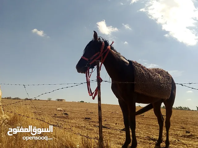 حصان صلاة النبي عليه طلق ع الركوب ودمه حامي فحل  التواصل على الواتسب لأنه الخط مفصووول