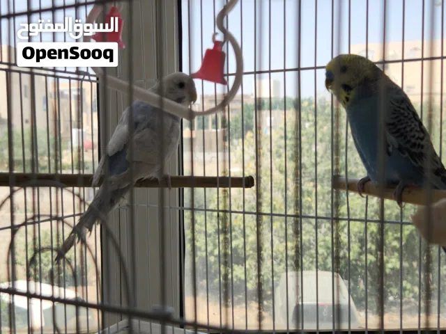 زوج طيور بادجي