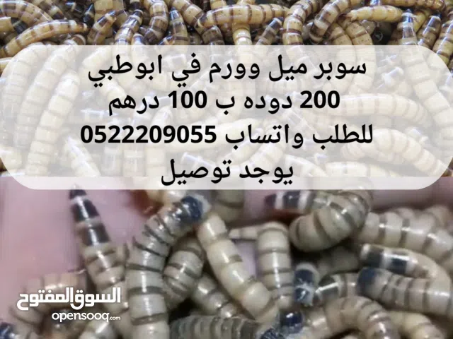 متوفر دوده سوبر ميل وورم في ابوظبي