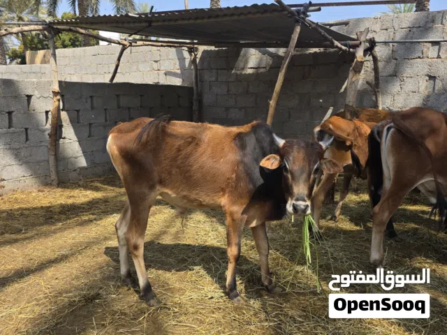 عجال عماني 3 للبيع