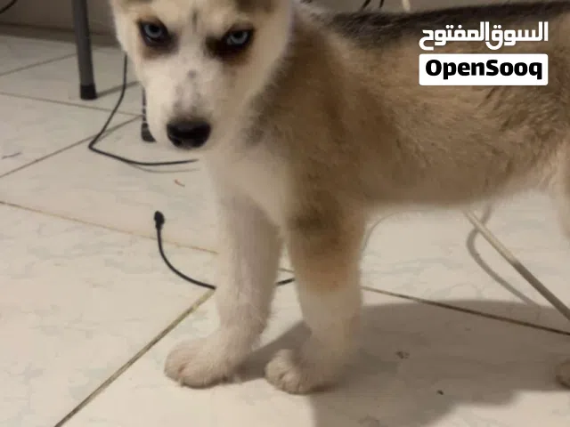 هاسكي مطعم تطعيماته للبيع مع جميع اغراضة