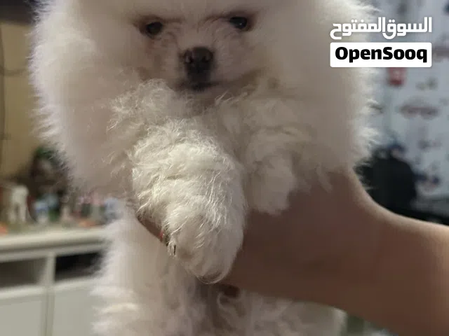 Pure Pomeranian  2 months old Female & Male