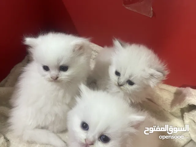 Kittens for booking one month old
