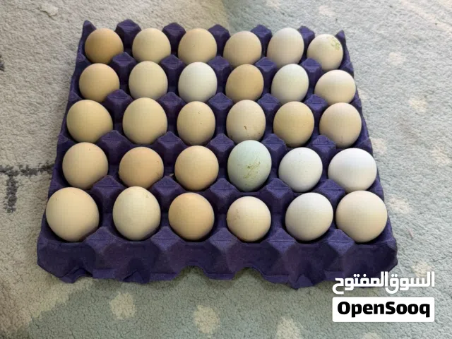 بيض بلدي دجاج وسمان