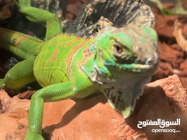 للبيع سحليه الاغوانا اليفه و مع كامل ملحقاتها 800